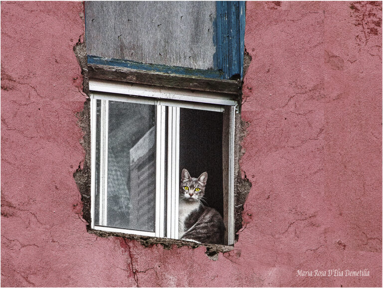 Maria-Rosa DElia Demetilla - Minino-mirandome